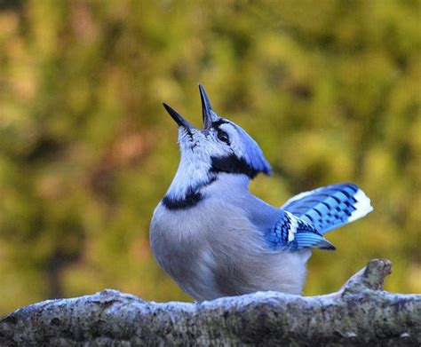 Blue Jay singing | Blue Bird | Pinterest