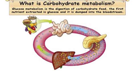 Carbohydrate Metabolism | Healthy-ojas