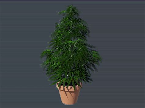 Cannabis Sativa 3D Model - 3D Models World