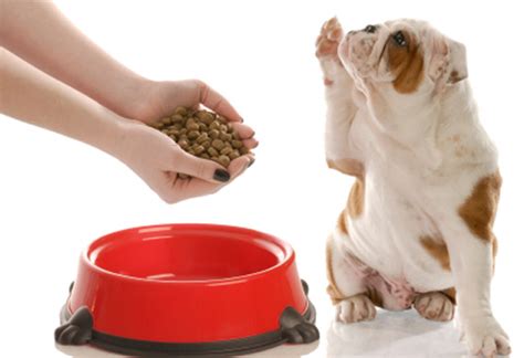 Essential Food And Nutrition To Keep Your Pet Healthy