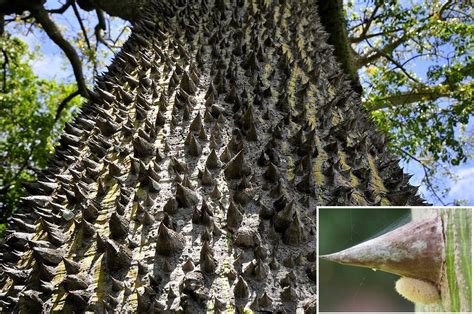 Ceiba Tree: Sacred Tree Of Life Of Maya People And Universal Concept In Ancient Beliefs ...