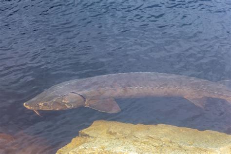 Sturgeon Fishing in the Midwest and Great Lakes: Tips and Techniques ...