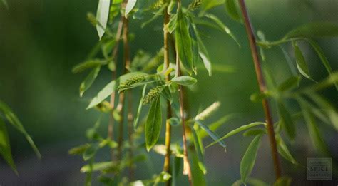 White Willow Bark for Pain and White Willow Bark Used to Make Aspirin