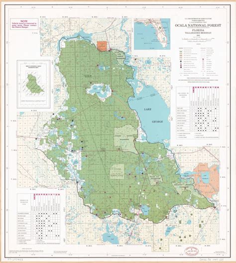 OCALA NATIONAL FOREST: An (Epic) Guide to Florida's Hidden Gem