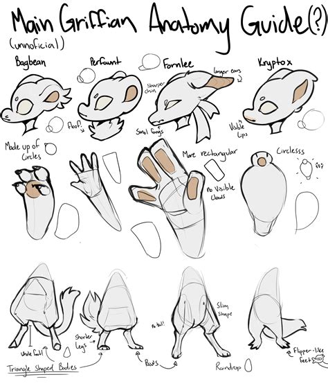 Main Griffian anatomy guide :REDO: by Limbean on DeviantArt