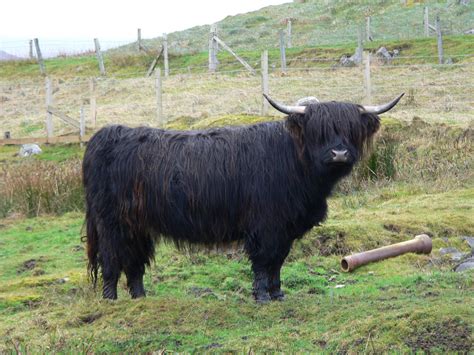 File:Highland cattle Black cow.jpg - Wikimedia Commons