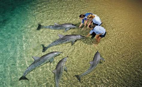 Tangalooma 2 Day Wild Dolphin Resort Adventure - sunrover.com.au ...