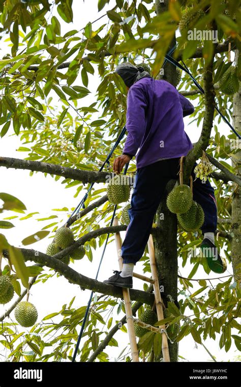 Durian./Durian season in Thailand Stock Photo - Alamy