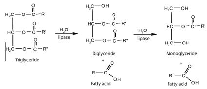 Which enzyme hydrolysis triglyceride to fatty acids and glycerol?