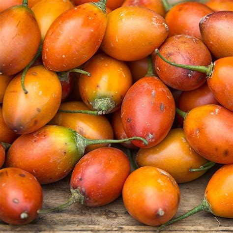 Tamarillo- Orange seeds | The Seed Collection