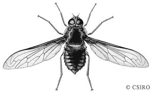 Diptera - flies, mosquitoes