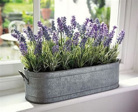 Planting Lavender In Pots