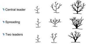 Training and Pruning of Avocado Tree - Wikifarmer