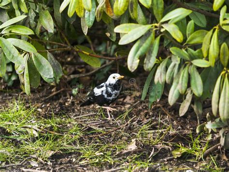 Black and White Blackbird Under a Winter Tree in Burnley Northern England Stock Photo - Image of ...