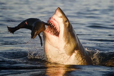 You're Not A Horrible Person If You Root For The Shark Instead Of The Seal. Here's Why | HuffPost