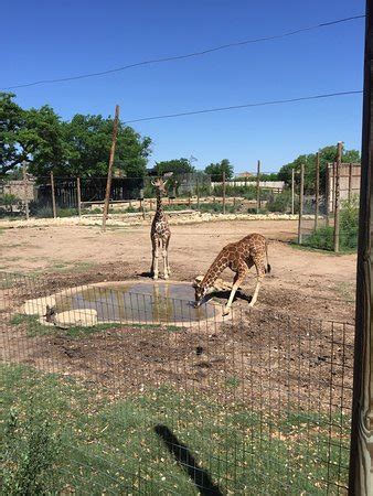 Abilene Zoo - 2019 All You Need to Know BEFORE You Go (with Photos ...