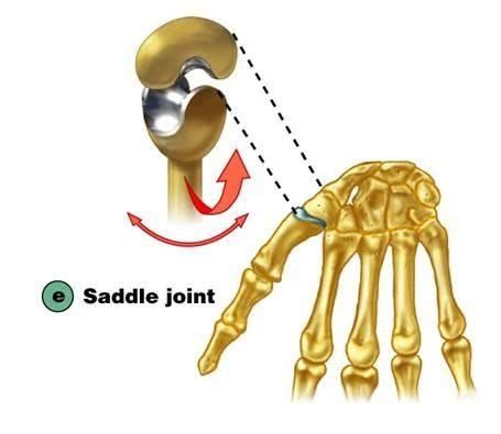 Joints - Saddle Diagram Diagram | Quizlet