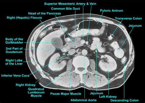 Human Anatomy Body Systems Images - Reflexology Chart | Elecrisric