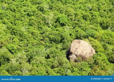 Jungle aerial view stock image. Image of scenic, park - 39056087