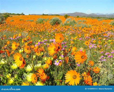 Flowers in the Namaqualand Desert in South Africa Stock Photo - Image of flower, south: 141899414