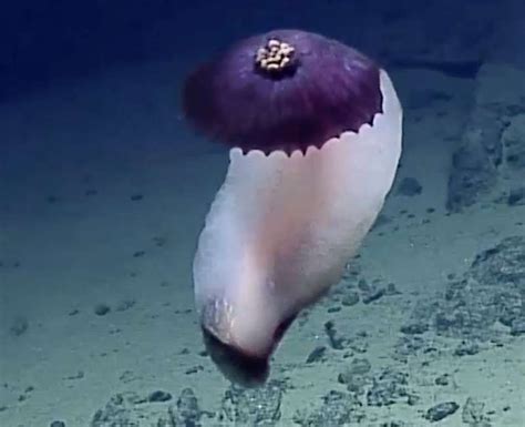 Strange purple sea creatures found in deep ocean trenches | Sea ...