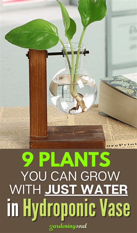 9 Plants you Can Grow With Just Water in Hydroponic Vase