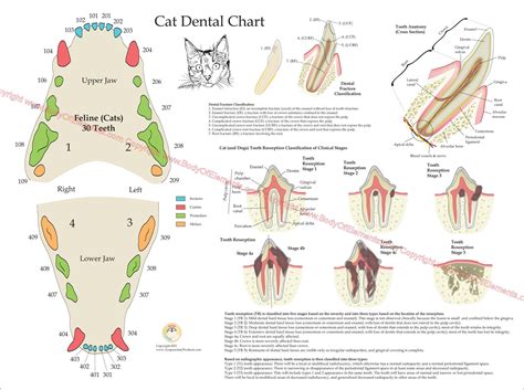 Cat Teeth Anatomy