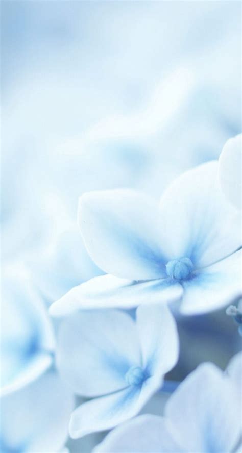 Blue Flower Wallpaper | Light Blue Aesthetic