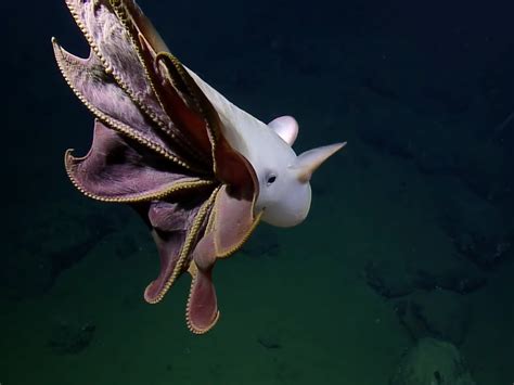 Marine biologists captured rare footage of a 'dumbo octopus' - Business Insider
