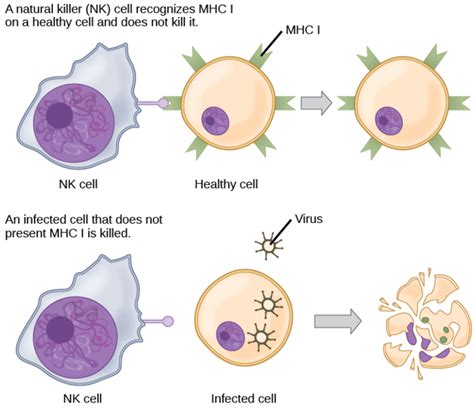 Difference Between Immune Response to Bacteria and Virus - Pediaa.Com