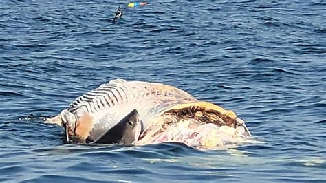 Shark Eats Whale Off Maine Coast: Researchers Seek to Identify Great White – NECN