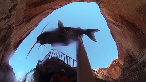 Spear fishing Catfish Lake Powell Utah GoPro - YouTube