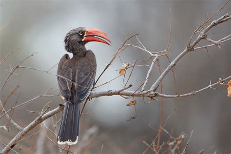 Crowned Hornbill | Sitting Pretty