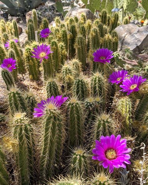 See Gorgeous Cactus Flowers in Arizona By Visiting These Places