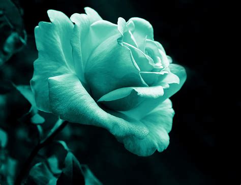 Midnight Rose Flower In Teal Photograph by Jennie Marie Schell