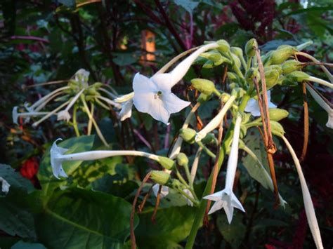 Organic Indian Peace Pipe Flowering Tobacco Seeds - Buy Organic Seeds From Organic Plant It