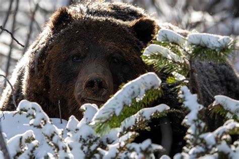 The Boss, one of the biggest, baddest grizzly bears in Banff, captured ...