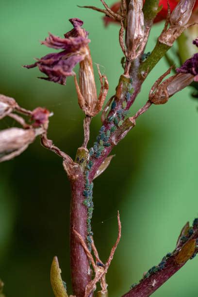 60+ Aphid Infestation Indoor Plants Stock Photos, Pictures & Royalty ...