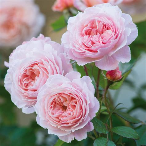 A Shropshire Lad | English Climbing Rose | David Austin Roses