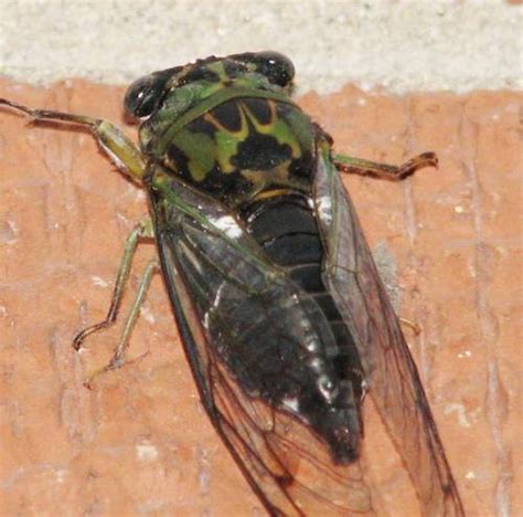 6 Cicada Bug Pictures in Biological Science Picture Directory - Pulpbits.net : Biological ...