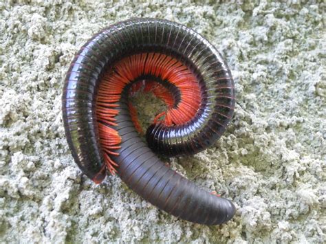 Giant African millipede: habitat, characteristics and curiosities