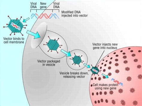 Gene Therapy for Sickle Cell Disease | Neil Kurtzman