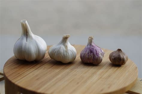 Aged Garlic Extract: 5 Amazing Health Benefits Backed by Research