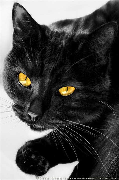 I wanna be a puma by Lara Zanarini on 500px | Black cats rock ...