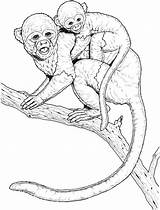 Free Monkey Coloring Pages sketch template