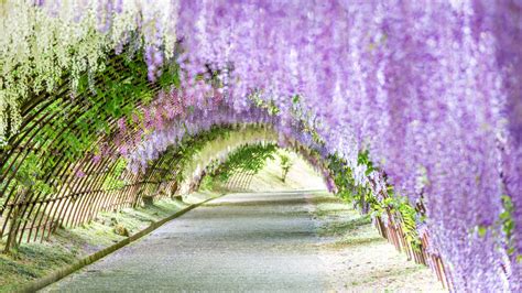 23 Spring Flower Pictures from Around the World | Condé Nast Traveler