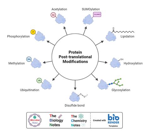 Eastern Blot- Definition, Principle, Steps, Results, Applications