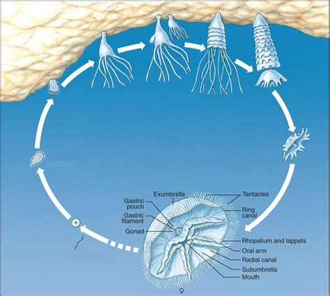 Scyphozoa Life Cycle Diagram | Quizlet