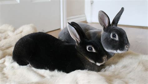 Top 12 Best Pet Rabbit Breeds (Popular-Cute-Child Friendly) JustCredible