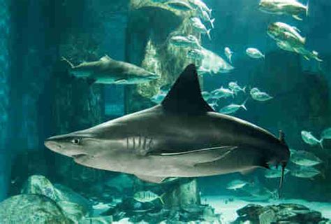 Swimming With Sharks at the London Aquarium Is Easy - Thrillist